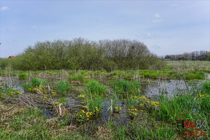 Działka rekreacyjna na sprzedaż Stare Chojno 4 000m2 Foto 7