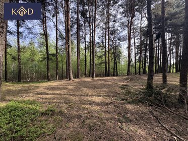 Działka 28 000 m² z stawem i lasem w Gizałkach działka Gizałki