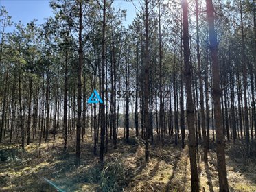 działka na sprzedaż 39600m2 działka Rosochatka