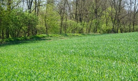 działka na sprzedaż 3200m2 działka Brzezinka