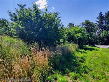 działka na sprzedaż 8000m2 działka Morawica