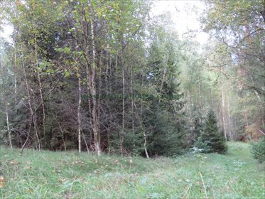 Działka rolna na sprzedaż Jeleniowo 10 000m2 Foto 6