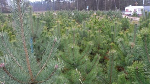 Działka inwestycyjna na sprzedaż Lewino 1 037m2 Foto 5