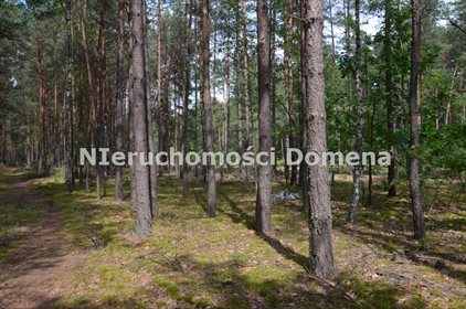 Działka leśna na sprzedaż Poświętne 11 400m2 Foto 4