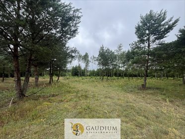 Działka 3412 m2 nad jeziorem Kiełpinek - las i prywatny dostęp działka Nowa Karczma