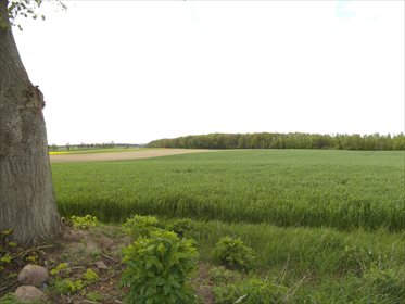 Działka rolna na sprzedaż Orle 111 800m2 Foto 4