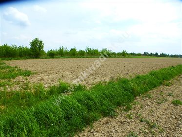 Dom na sprzedaż Piorunów 100m2 Foto 6