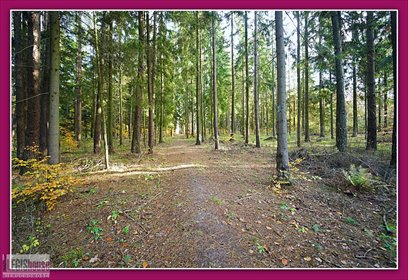 Działka leśna 2,2 ha z bogatym drzewostanem - polecam! działka Różnowo