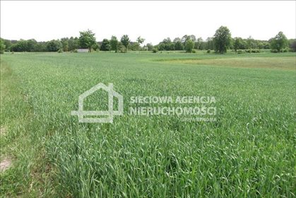 działka na sprzedaż 11600m2 działka Leśno