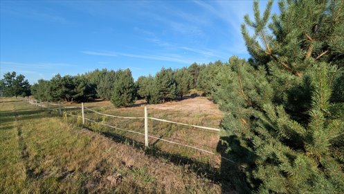 Kazimierzów – działka budowlana + 68 ar terenu działka Kazimierzów