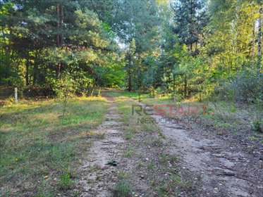 Do sprzedania działka 2164 m² wśród sosen - idealna na rekreację działka Borszyce