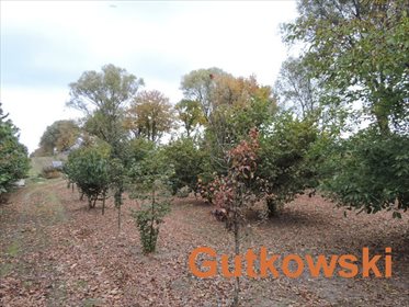 Działka gospodarstwo rolne na sprzedaż Montowo, gm. Grodziczno 60 900m2 Foto 4