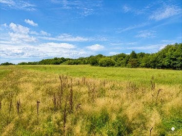 Polecam dużą działkę 50 395 m² w Ogrodnikach z widokiem i naturalnym drzewostanem działka Ogrodniki