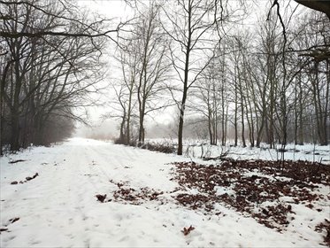 działka na sprzedaż 6300m2 działka Milanówek