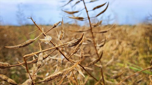 działka na sprzedaż 6700m2 działka Nałęczów