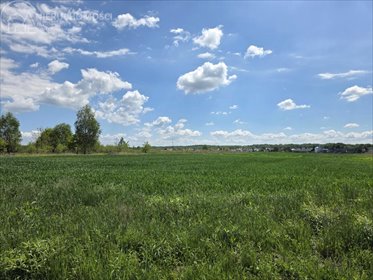 Hektar ziemi w Zaczarniu – idealne pod inwestycję! działka Zaczarnie