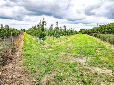 Działka 39 800 m² z sadem i chłodnią - Narty Rawski działka Narty
