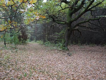 Działka rolna na sprzedaż Węgliska, Rakszawa 17 200m2 Foto 2