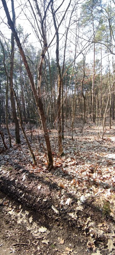 Działka leśna 1654 m² w Warszawie - brak planu zagospodarowania działka Warszawa, Białołęka, Choszczówka, Chlebowa