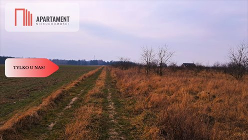 Przestronna działka 5000 m² z warunkami zabudowy - zapraszam działka Józefkowo