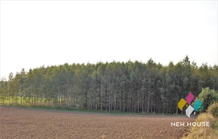 Działka leśna na sprzedaż Barcikowo 41 800m2 Foto 5