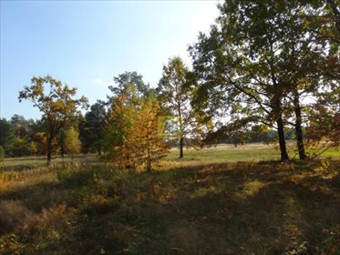 Działka budowlana na sprzedaż Karolina 4 000m2 Foto 4