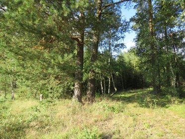 Działka rolna na sprzedaż Jeleniowo 10 000m2 Foto 2