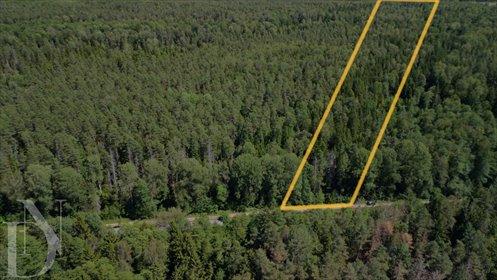 Zapraszam do zakupu lasu 41,9 ha w Narewce działka Narewka