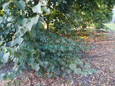 działka na sprzedaż 1216m2 działka Milanówek