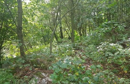 Działka budowlana na sprzedaż Jarnołtówek 2 700m2 Foto 5