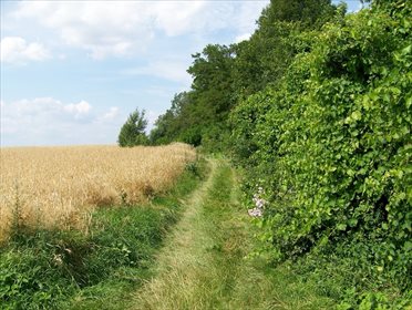 Działka budowlana na sprzedaż Imielno 7 700m2 Foto 6