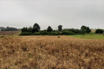 Działka rolna na sprzedaż Młodziejów, Piaski 2 600m2 Foto 1
