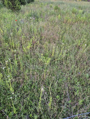 działka na sprzedaż 1129m2 działka Kliny, Kliny, Miła