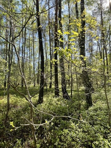 działka na sprzedaż 1397m2 działka Ciemne