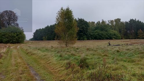 Działka rolna na sprzedaż Podlindowo 120 718m2 Foto 3
